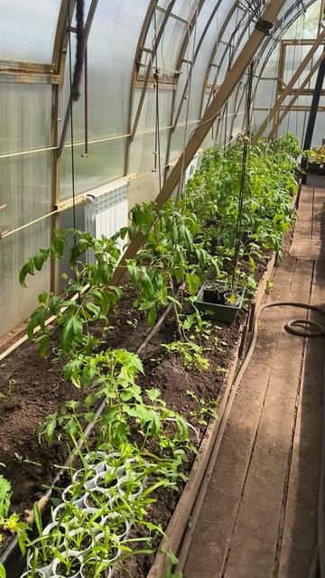 осмотр теплицы 25 апреля #теплица #дача #садоводничество #огород #уходзатеплицей