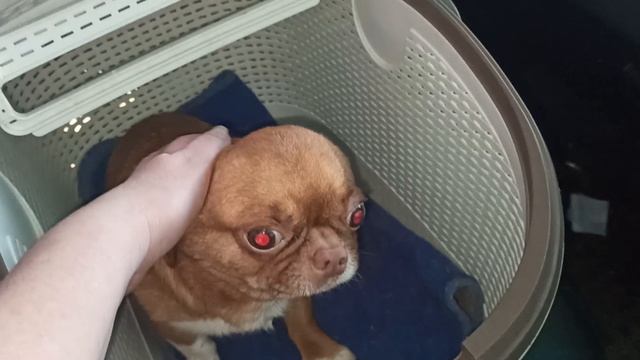 Провожаем Христофера в НОВЫЙ дом 25/04/26 есть другие чихуахуа #купить_чихуахуа_продаю +79215950848