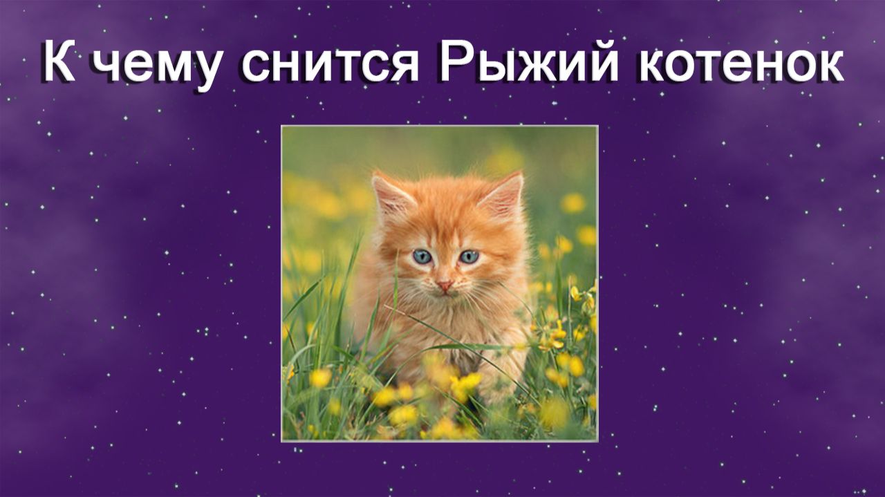 К чему снится Рыжий котенок - толкование сна