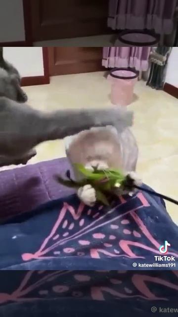 бедный белый кот