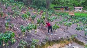 Выращиваю большое количество манговых деревьев в саду курятника. Серия 97. Ли Фук Ви