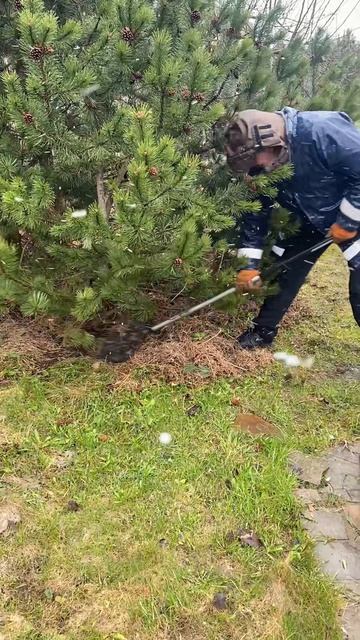 Работа садовника · апрель 2026 · №1 · подкормка плодовых и хвойных, обрезка и уборка