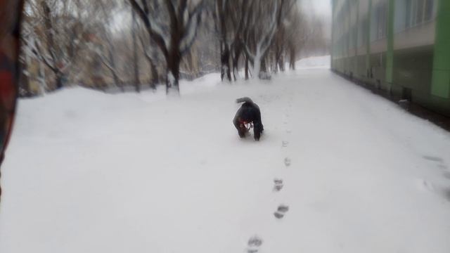 снежный барс★❄️
🐾🐾🐾🐾🐾🐾
🩵• любите ли вы зиму?
🌨️• любите прогулки по сугробам?