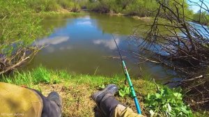 Ловлю на Боковой кивок. Плотва, Елец