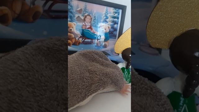 белка летяга пошла в детский сад