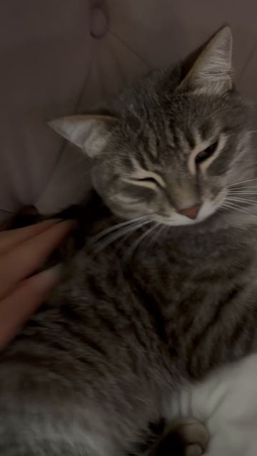 Мило спящий котик 😺🐱