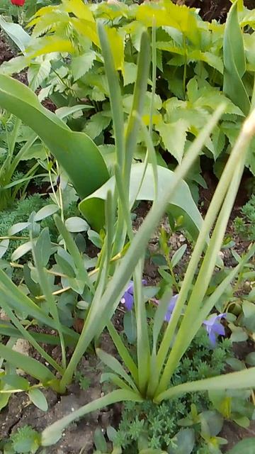 VID_20260421_070718.mp4