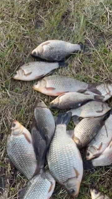 Карасики …25 апреля 2026 год