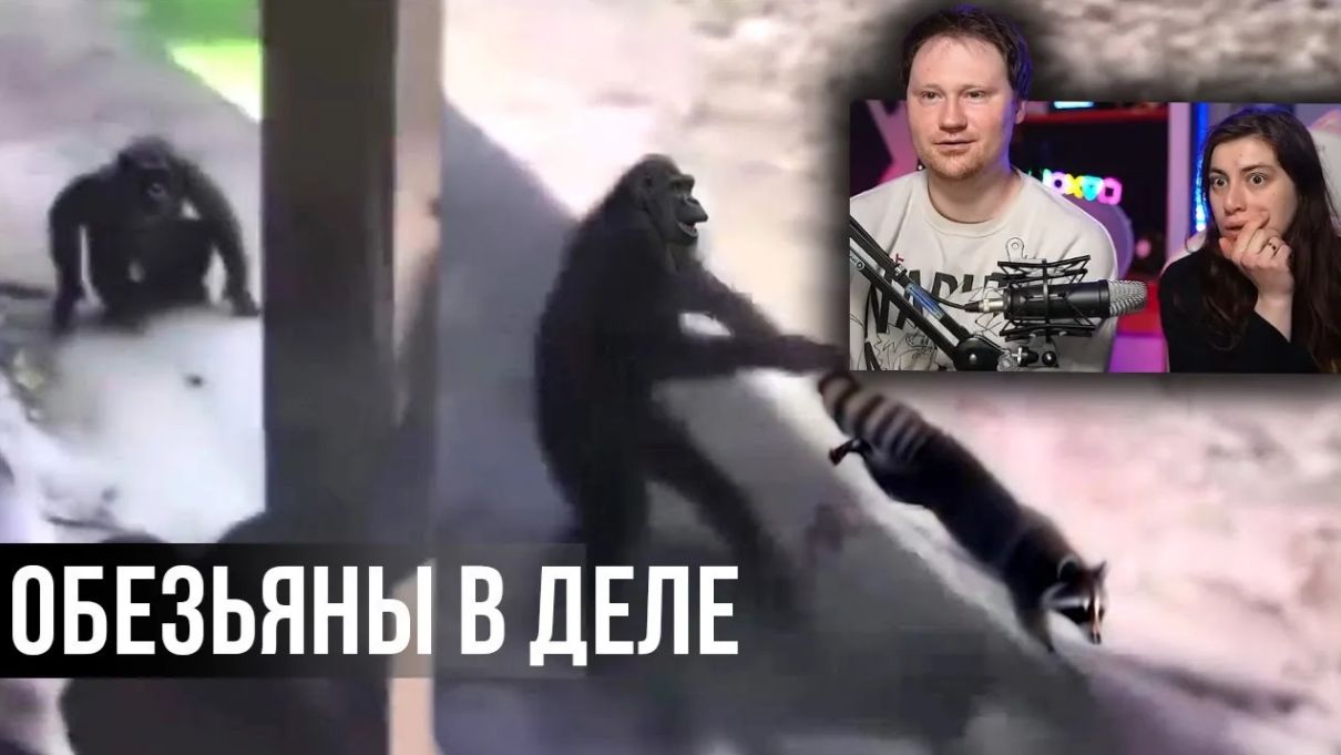 Такой ЖЕСТОКОСТИ от ОБЕЗЬЯН не ожидал даже ЕНОТ _ РЕАКЦИЯ