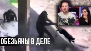 Такой ЖЕСТОКОСТИ от ОБЕЗЬЯН не ожидал даже ЕНОТ _ РЕАКЦИЯ