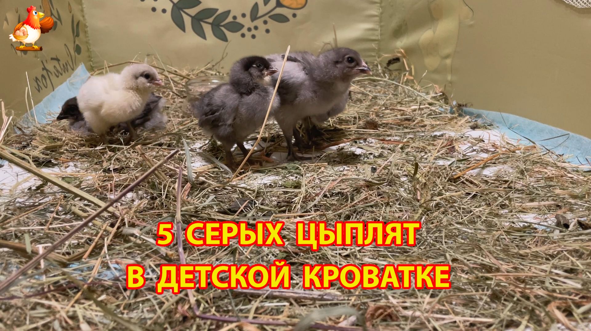 5 серых цыплят захватили детскую кроватку 🐥 (1)