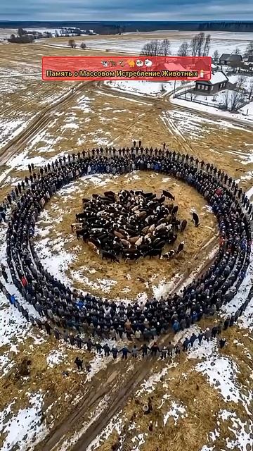 Коровушка моя (песня)