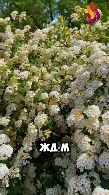 Детский лагерь Spa&Camp в Туапсе. Санаторий Белая Русь.mp4