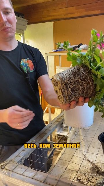 Корневая у петунии