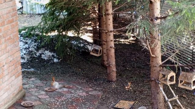 дикие животные