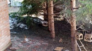 дикие животные