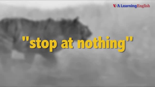 Английские фразы из фильмов: Stop At Nothing