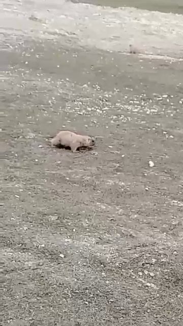 Как у людей! Ребята, вы куда? Подождите меня!