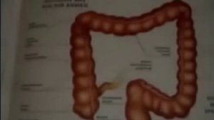 Теория. адекватного питания. Устройство пищеварения