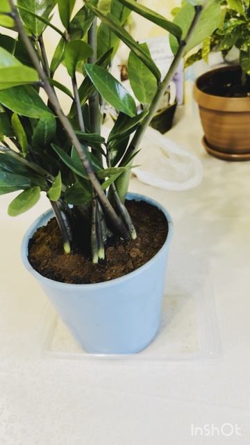 Пересадка🪴/Замиакулькуса