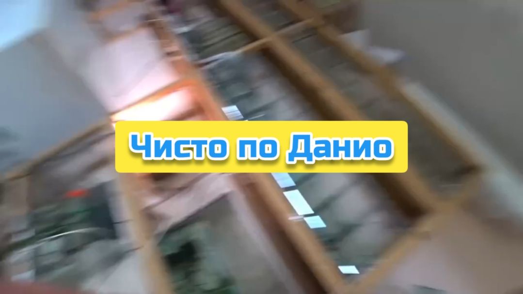 Чисто по Данио