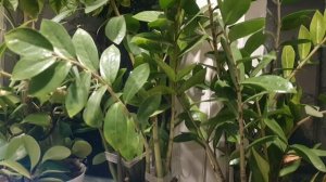 Слезливая осень...