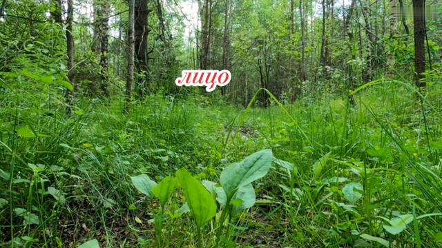 Красота не всегда означает.....