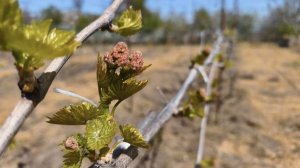 Летняя формировка винограда.