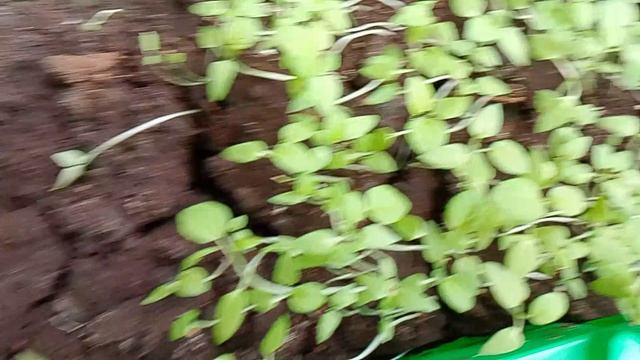 ОБЗОР РАСТЕРИЙ .