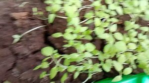 ОБЗОР РАСТЕРИЙ .