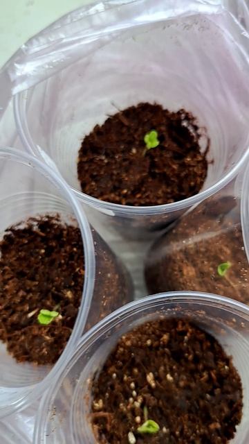 Ура!!! Декоративная капуста взошла!!!🥳🥳🥳