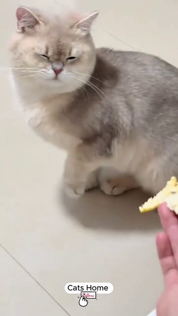 СМЕШНЫЕ КОТЫ 😺 2026 ЛУЧШИЕ ПРИКОЛЫ С КОТАМИ ,КОШКАМИ ,ЖИВОТНЫЕ,СМЕШНЫЕ ВИДЕО