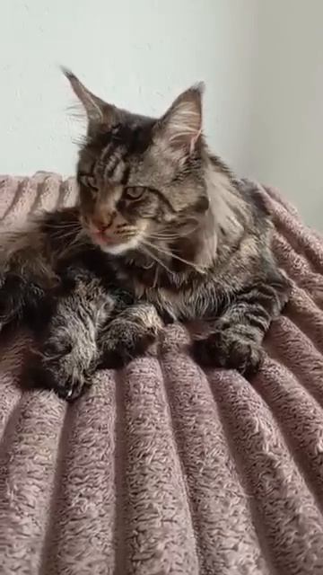 У меня все получится! (перевод)😼😺