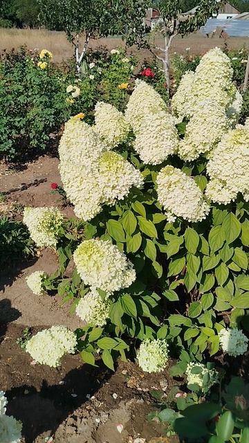 Метельчатая гортензия Селекшен.