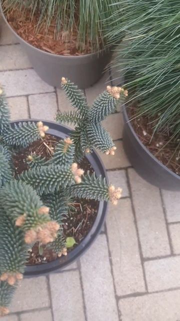 ❤🌲Пихта испанская Фастигиата 
✔Продажа растений в макс и телеграм канале: Https://t.me/love_is_hvoin