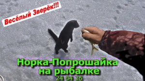 Норка-Попрошайка на рыбалке 24 04 26