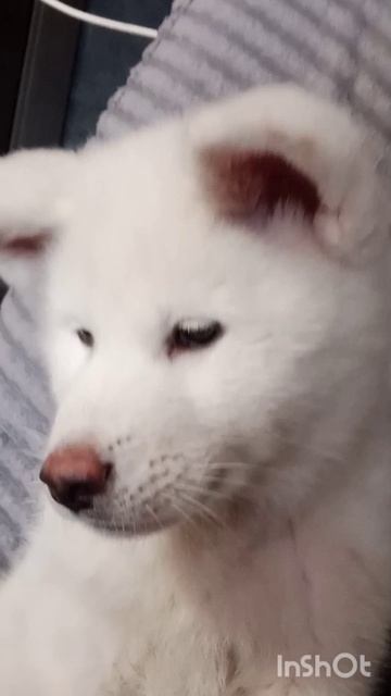 А что, если я приёмная?)  #акита #акитаину #акитащенки #хошивиктория