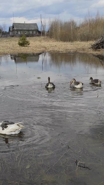 Мои Гуси 20.04.2026.mp4