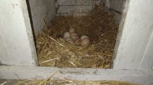 Убрали петушков. Соединили кур🐔 Готовим к переселению цыплят🐥🐤Дом в станице