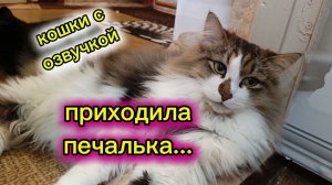 КОШКИ С ОЗВУЧКОЙ.