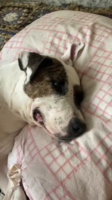 Невеличка (привет из дома)