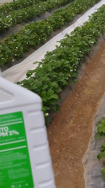 Клубника, обработка от вредителей био препаратом.