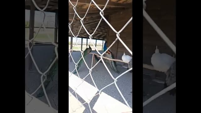 Елесаветенский монастырь.