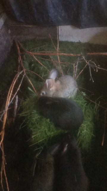 Как кормить кроликов,когда торопишсься ?