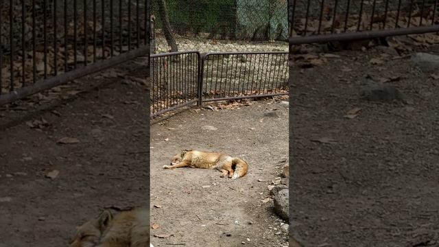 Сафари парк, экскурсия 2.