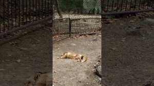 Сафари парк, экскурсия 2.