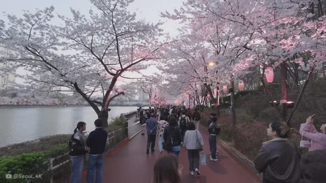 🇰🇷 Озеро Сокчхон, Сеул, Корея - цветение розовой вишни, ночная прогулка / 2026 / 4K (2160p)