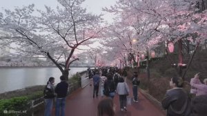 🇰🇷 Озеро Сокчхон, Сеул, Корея - цветение розовой вишни, ночная прогулка / 2026 / 4K (2160p)