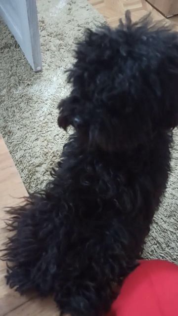 Смешная, пушистая собачка Айза,🐩