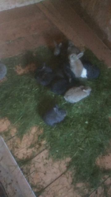 Крольчата в вольере